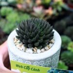 Cây Sen Đá Nhím Đen độc đáo và sống khỏe