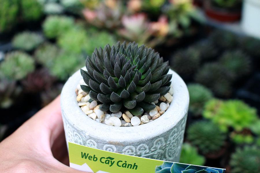 Cây Sen Đá Nhím Đen độc đáo và sống khỏe