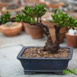 Cây cảnh sen đá ống điếu có thể làm bonsai