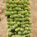 Cây sen đá thạch ngọc tím, vàng, xanh - Web cây cảnh