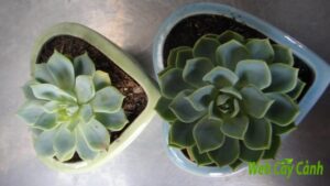 Sen đá thái ý nghĩa và cách chăm sóc để cây phát triển