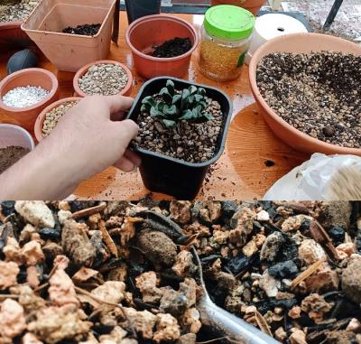 cách trồng sen đá