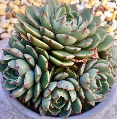 Sen đá vân mai để bàn