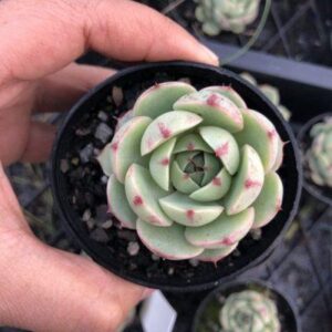 Sen Đá Vân Mai - Giá tại vườn và cách chăm sóc - Web cây cảnh