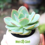 Cây Sen Đá Bèo Viền Hồng ý nghĩa và cách chăm sóc