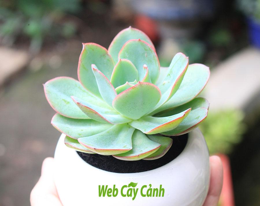 Cây Sen Đá Bèo Viền Hồng ý nghĩa và cách chăm sóc