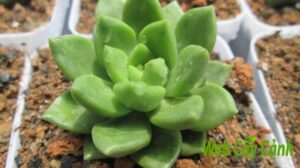 Cây cảnh sen đá xanh ý nghĩa và cách chăm sóc