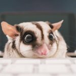 Giá Sóc Bay Úc Bao Nhiêu? Shop Bán Sóc Bay Úc Uy Tín