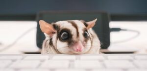 Giá Sóc Bay Úc Bao Nhiêu? Shop Bán Sóc Bay Úc Uy Tín