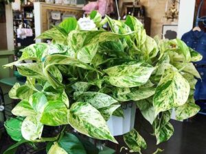 Cây trầu bà có tác dụng gì và có ý nghĩa phong thủy ra sao