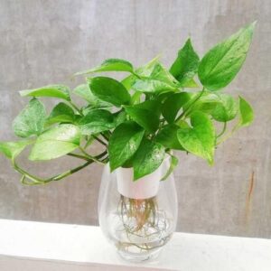 Cách trồng và chăm sóc cây trầu bà thủy sinh xanh mướt quanh năm