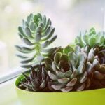 Cách trồng sen đá đơn giản nhưng có thể bạn chưa biết