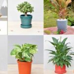 Người Tuổi Dậu Hợp Cây Gì đem đến May Mắn, Tài Lộc đầy Nhà