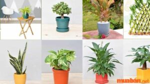 Người Tuổi Dậu Hợp Cây Gì đem đến May Mắn, Tài Lộc đầy Nhà