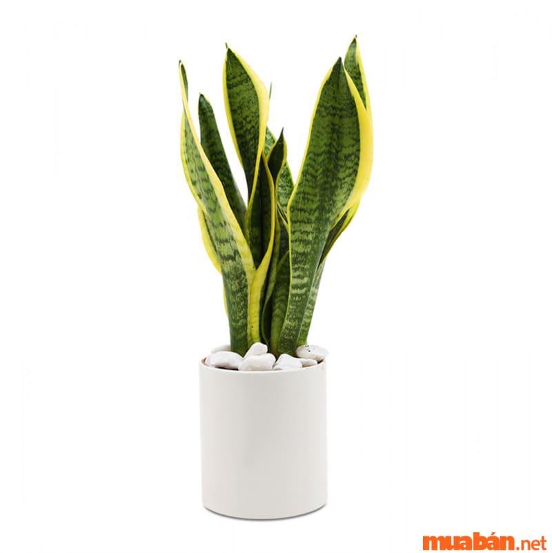 Phong thủy tuổi mùi 1991 hợp cây gì? Bạn có thể tham khảo qua cây Lưỡi Hổ nhé!