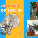 Tuổi sửu hợp cây gì và ý nghĩa phong thủy | Tài nguyên thực vật