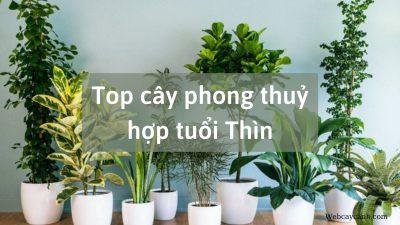 Top cây phong thủy hợp tuổi Thìn