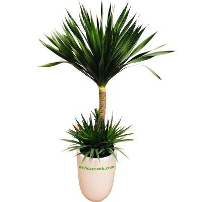 cay-phat-tai-nui-dai-loc