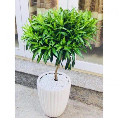 Cây Trúc Bách Hợp