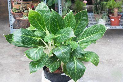 cây bạch mã hoàng tử