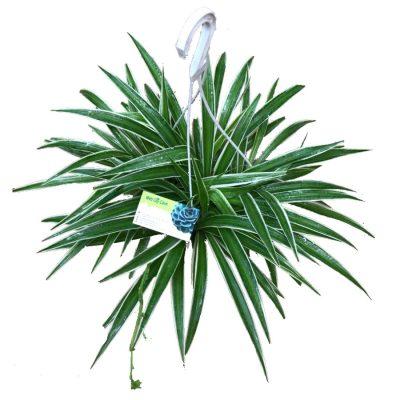 cây cỏ lan chi treo