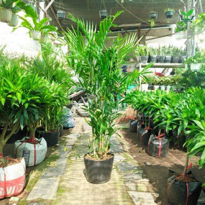 cây cau hawai trong bầu