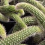 Xương rồng đuôi chồn: Đặc điểm, Cách trồng và Hình ảnh