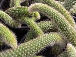 Xương rồng đuôi chồn: Đặc điểm, Cách trồng và Hình ảnh