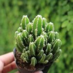 Tất tần tật điều cần biết về cây xương rồng Thanh Sơn - NAMIX