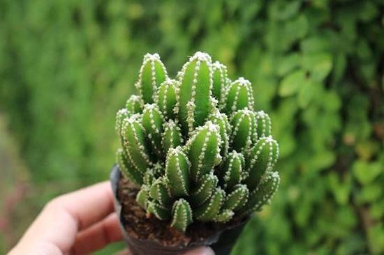 Tất tần tật điều cần biết về cây xương rồng Thanh Sơn - NAMIX