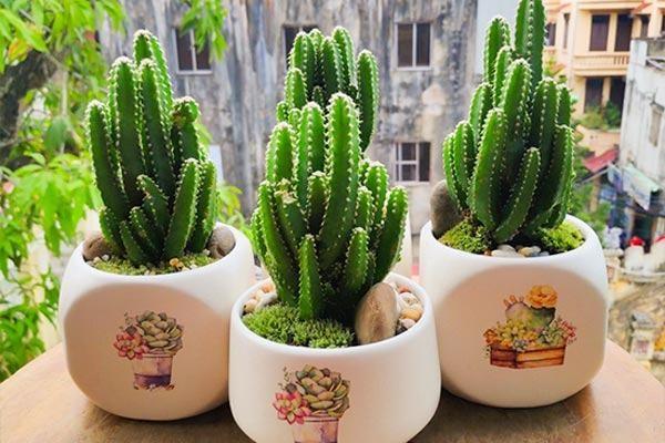 công dụng cây xương rồng Thanh Sơn