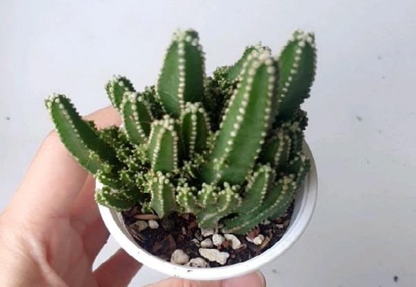 chăm sóc xương rồng thanh sơn