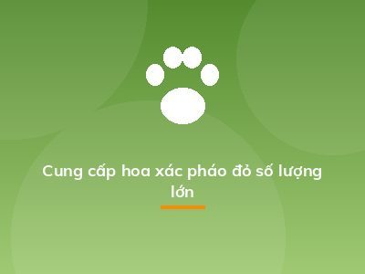 Cung cấp hoa xác pháo đỏ số lượng lớn