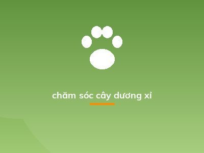 chăm sóc cây dương xỉ