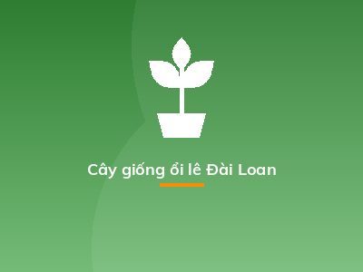 Cây giống ổi lê Đài Loan