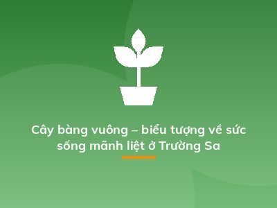 Cây bàng vuông – biểu tượng về sức sống mãnh liệt ở Trường Sa