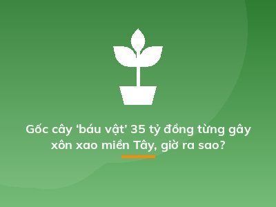 Gốc cây ‘báu vật’ 35 tỷ đồng từng gây xôn xao miền Tây, giờ ra sao?