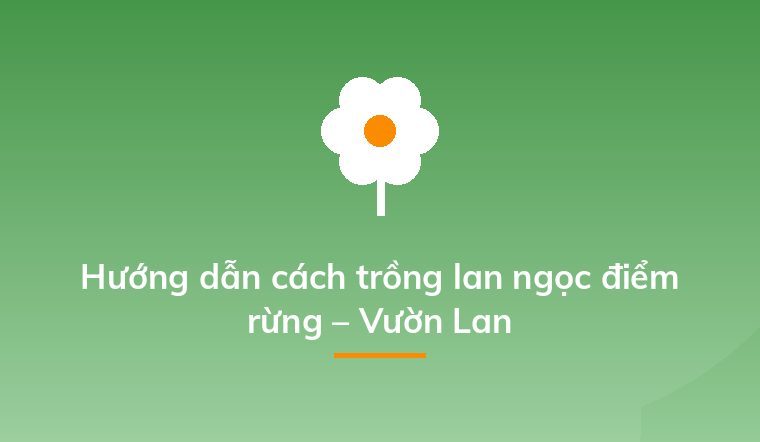Hướng dẫn cách trồng lan ngọc điểm rừng – Vườn Lan