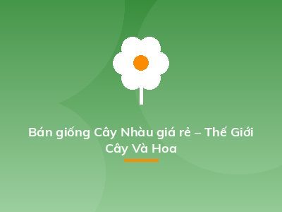 Bán giống Cây Nhàu giá rẻ – Thế Giới Cây Và Hoa
