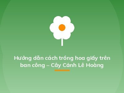 Hướng dẫn cách trồng hoa giấy trên ban công – Cây Cảnh Lê Hoàng