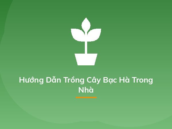 Cách trồng dạ yến thảo từ 1 nắm hạt cây, dễ ợt mà kết quả "hú hồn