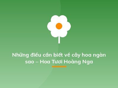 Những điều cần biết về cây hoa ngàn sao – Hoa Tươi Hoàng Nga