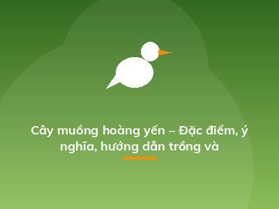 Cây muồng hoàng yến – Đặc điểm, ý nghĩa, hướng dẫn trồng và