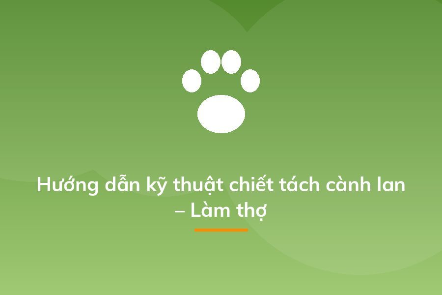 Hướng dẫn kỹ thuật chiết tách cành lan – Làm thợ