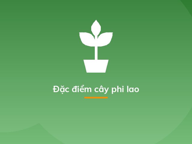 Đặc điểm cây phi lao