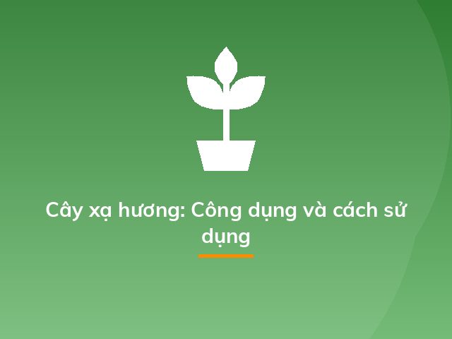 Cây xạ hương: Công dụng và cách sử dụng