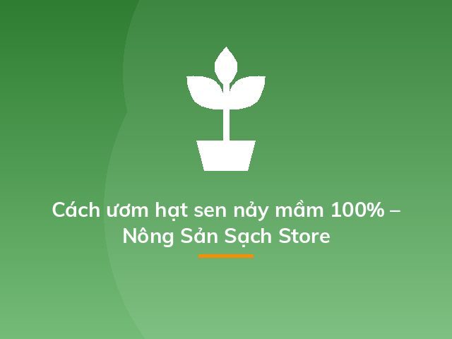 Cách ươm hạt sen nảy mầm 100% – Nông Sản Sạch Store
