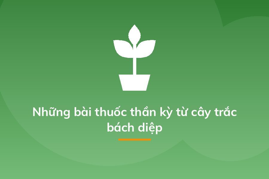 Những bài thuốc thần kỳ từ cây trắc bách diệp