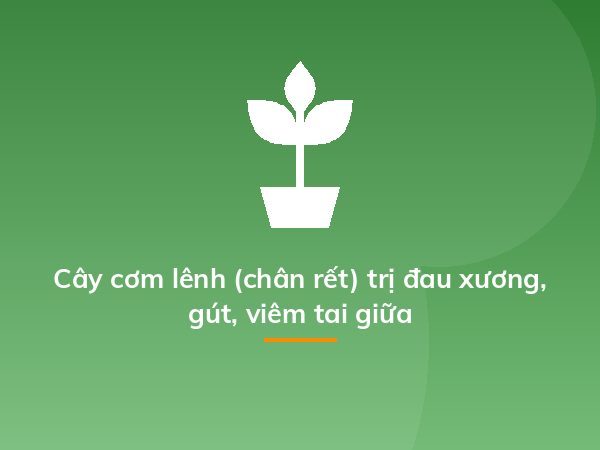 Cách trồng dạ yến thảo từ 1 nắm hạt cây, dễ ợt mà kết quả "hú hồn