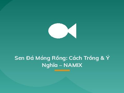 Sen Đá Móng Rồng: Cách Trồng & Ý Nghĩa – NAMIX